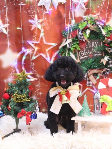 202312221トラオくん